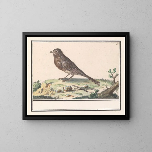 unbekannter Vogel - Anselmus Botius de Boodt — gerahmtes Bild an der Wand