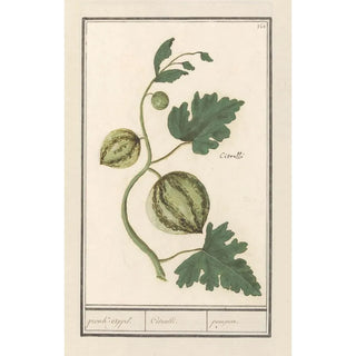 Anselmus Botius de Boodt - Watermeloen Citrullus vulgaris pronkappel Citrulli pompon.webp