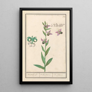 Anselmus Botius de Boodt - Weidehommelophrys Ophrys bombyliflora Standel kruijd Orchis Satijrion Du Satijrion.webp