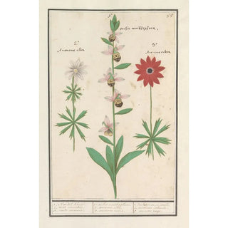 Anselmus Botius de Boodt - Weidehommelophrys Ophrys bombyliflora en anemonen Anemone.webp