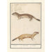 Reproduktion des Gemäldes Belette Mustela nivalis Belette Mustela Belette - Anselmus Botius de Boodt
