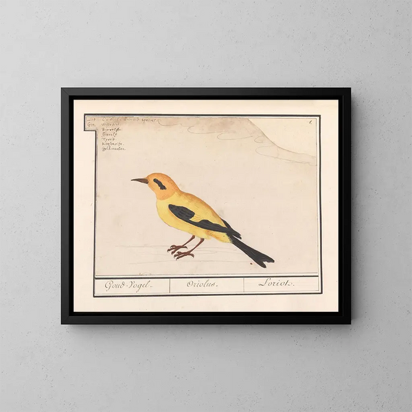 Oriolus oriolus - Anselmus Botius de Boodt — gerahmtes Bild an der Wand