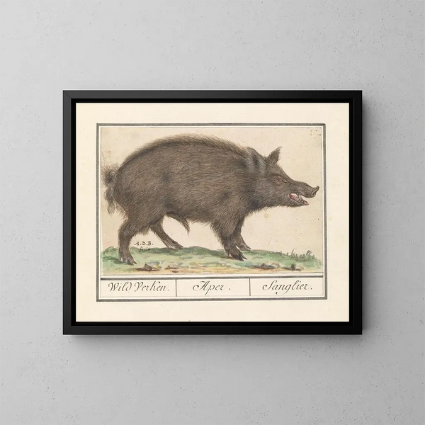 Wildschwein - Anselmus Botius de Boodt — gerahmtes Bild an der Wand