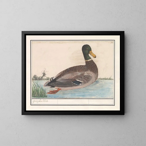 Stockente - Anselmus Botius de Boodt — gerahmtes Bild an der Wand