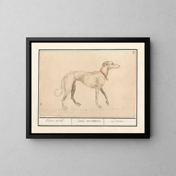 Windhund - Anselmus Botius de Boodt — gerahmtes Bild an der Wand