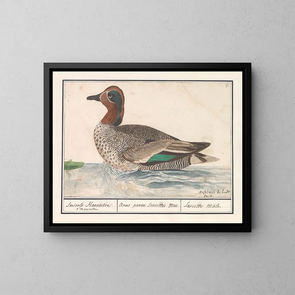 Enten-Schnatterer - Anselmus Botius de Boodt — gerahmtes Bild an der Wand