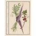 Karotte Daucus carota und roter Johannisbeere Ribes rubrum 1 Karotten 2 Johannisbeersträucher - Anselmus Botius de Boodt