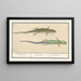 Sand Lizard Lacerta agilis Sand Lizard - Anselmus Botius de Boodt — framed artwork on a wall