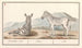 Zèbre Equus quagga Zèbre rayé - Anselmus Botius de Boodt — Ansicht des Kunstwerks