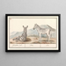 Zèbre Equus quagga Zèbre rayé - Anselmus Botius de Boodt — gerahmtes Bild an der Wand
