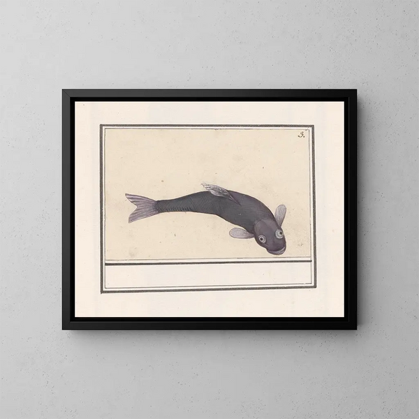 Carpe noire Cyprinus carpio carpio - Anselmus Botius de Boodt — gerahmtes Bild an der Wand