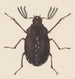 acquerello di entomologia Pl058 - George Hudson — vista dell’opera