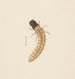 Acquerello di entomologia Pl083 - George Hudson — vista dell’opera