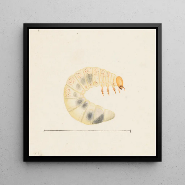 Aquarelle d'entomologie Pl087 - George Hudson