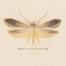 Acquerello di entomologia Pl139 - George Hudson — vista dell’opera