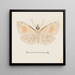Acquerello di entomologia Pl161 - George Hudson — quadro incorniciato alla parete
