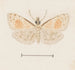 Acquerello di entomologia Pl161 - George Hudson — vista dell’opera