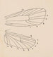 Acquerello di entomologia Pl163 - George Hudson — vista dell’opera