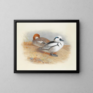 Archibald Thorburn - A Pair Of Smew Ducks.webp