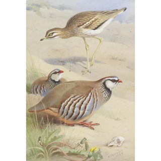 Archibald Thorburn - A Stone Curlew And A Pair Of French Partridge.webp
