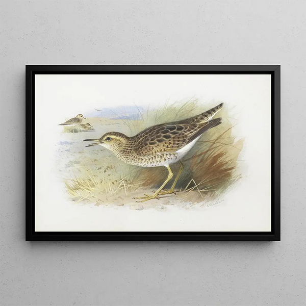 Pluvier de Bartram - Archibald Thorburn — gerahmtes Bild an der Wand
