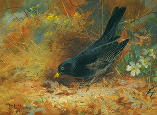 Archibald Thorburn - Blackbird.webp