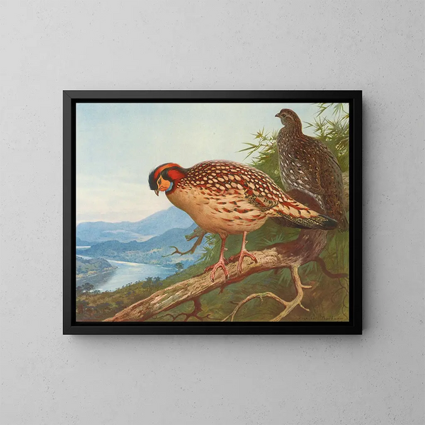 Cabots tragopan - Archibald Thorburn — gerahmtes Bild an der Wand