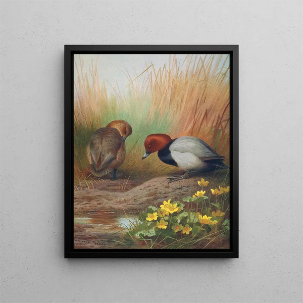 Fuligule milouin - Archibald Thorburn — gerahmtes Bild an der Wand