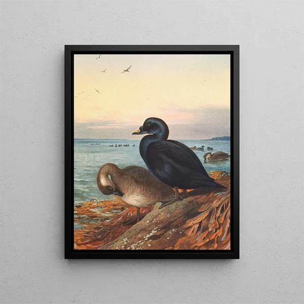 Macreuse brune - Archibald Thorburn — gerahmtes Bild an der Wand
