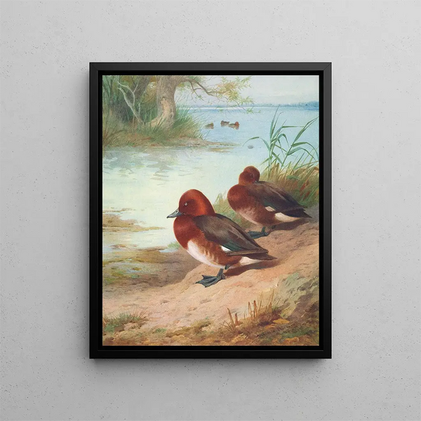 Fuligule nyroca - Archibald Thorburn — gerahmtes Bild an der Wand