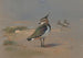 Vanneaux verts - Archibald Thorburn — Ansicht des Kunstwerks