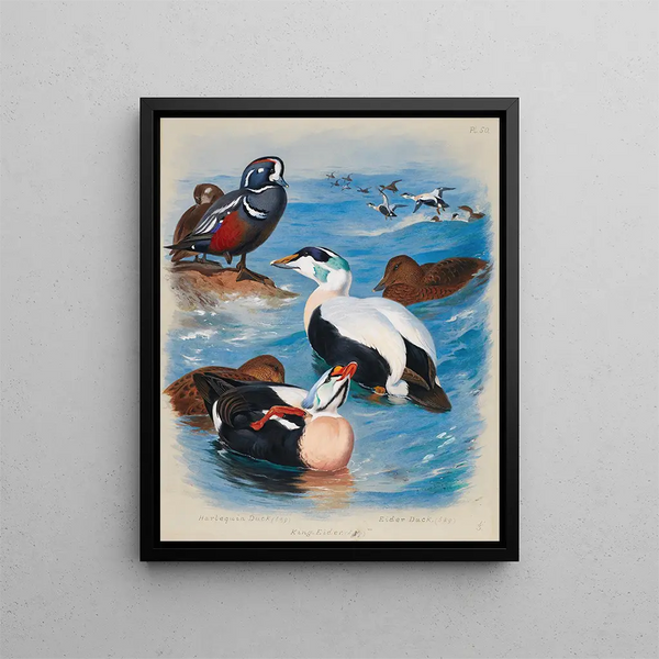 Enten in Harlekin- und Eider-Designs - Archibald Thorburn — gerahmtes Bild an der Wand