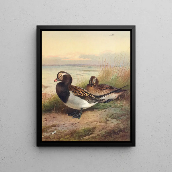 Ente im Sommerlack - Archibald Thorburn — gerahmtes Bild an der Wand