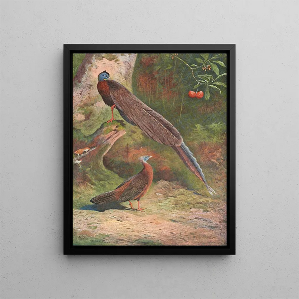Fasan Argus Malaiisch - Archibald Thorburn — gerahmtes Bild an der Wand