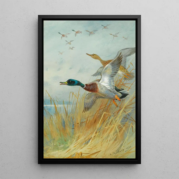 Reproduktion des Gemäldes Entenpaar im Flug - Archibald Thorburn