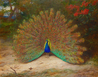 Archibald Thorburn - Peacock And Peacock Butterfly.webp