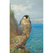 Reproduction of the painting Peregrine Falcon at Auchencairn - Archibald Thorburn
