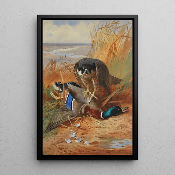 Falke und Stockente auf einem Sandbank - Archibald Thorburn — gerahmtes Bild an der Wand
