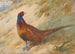 Fagiano - Archibald Thorburn — vista dell’opera
