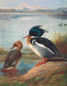 Harle huppé - Archibald Thorburn — Ansicht des Kunstwerks