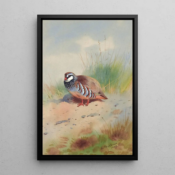 Perdrix rouge - Archibald Thorburn — gerahmtes Bild an der Wand