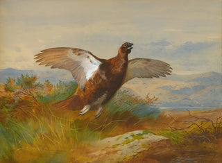 Archibald Thorburn - Red Grouse In Flight.webp