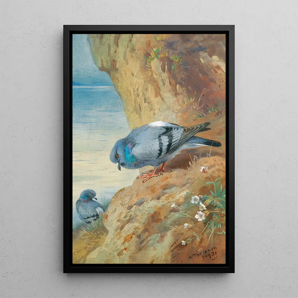 Tauben bisets - Archibald Thorburn — gerahmtes Bild an der Wand