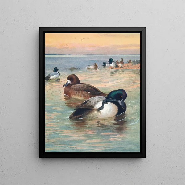 Stockente milouinan - Archibald Thorburn — gerahmtes Bild an der Wand