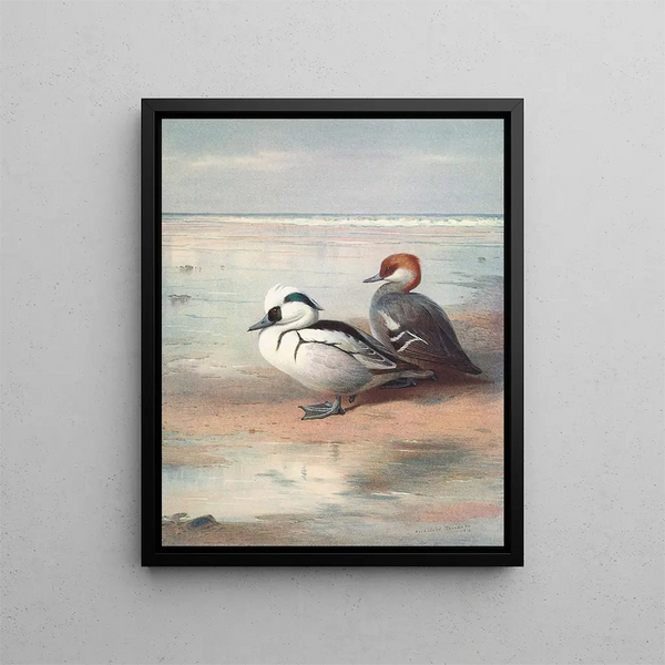 Smew - Archibald Thorburn — gerahmtes Bild an der Wand