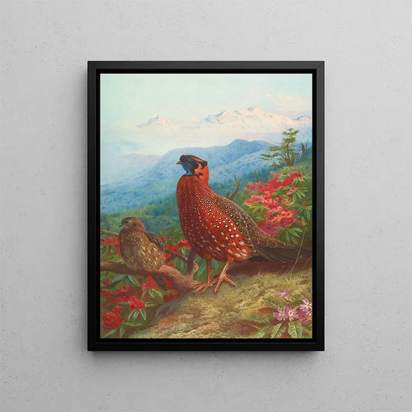 Der Satyre tragopan - Archibald Thorburn — gerahmtes Bild an der Wand