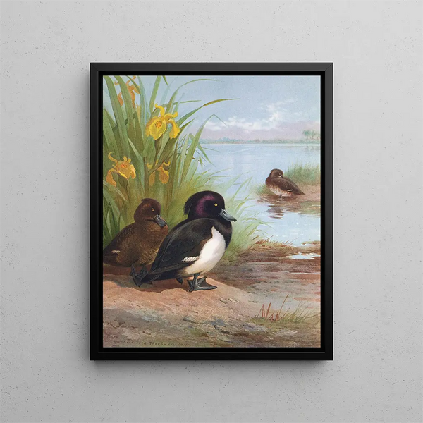 Fuligule morillon - Archibald Thorburn — gerahmtes Bild an der Wand