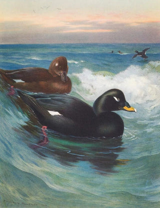 Archibald Thorburn - VelvetScoter.webp