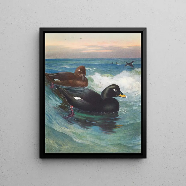 Macreuse à velours - Archibald Thorburn — gerahmtes Bild an der Wand