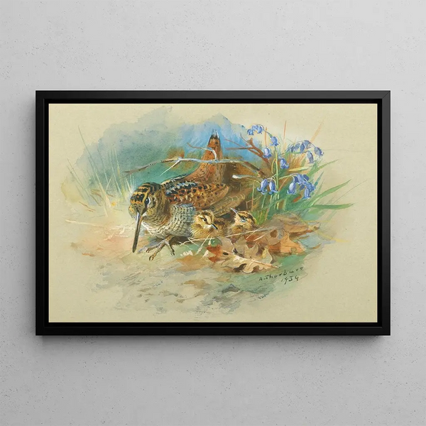 Bécasse und Junge - Archibald Thorburn — gerahmtes Bild an der Wand